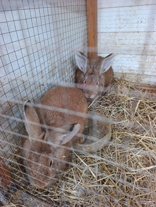 5 oyli quyonla erke urğochi.