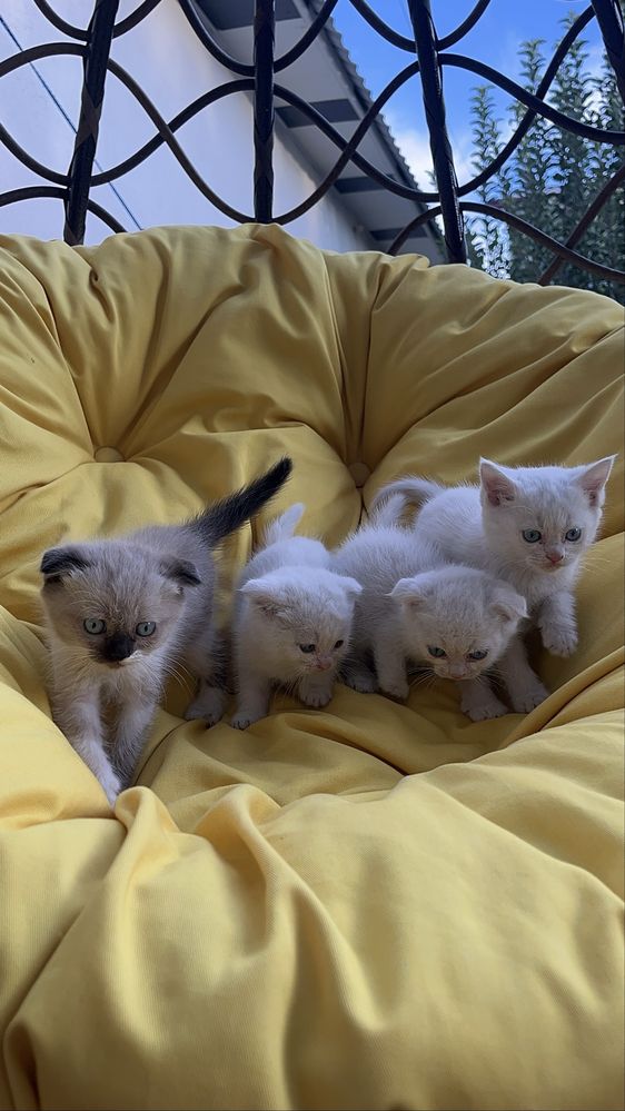 Продажа котят. Scottish fold.