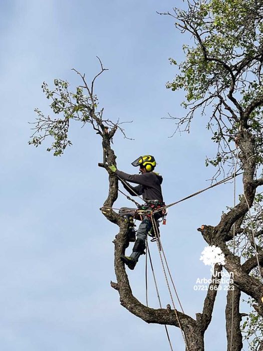 Defrișare Teren Cosit Livada Gradină Curte - Tuns Gard Viu Alba Iulia