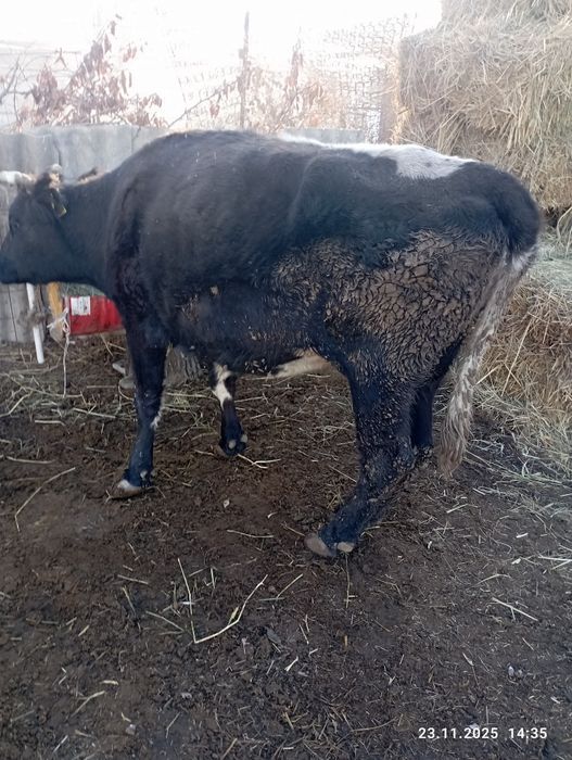 Продается каровы