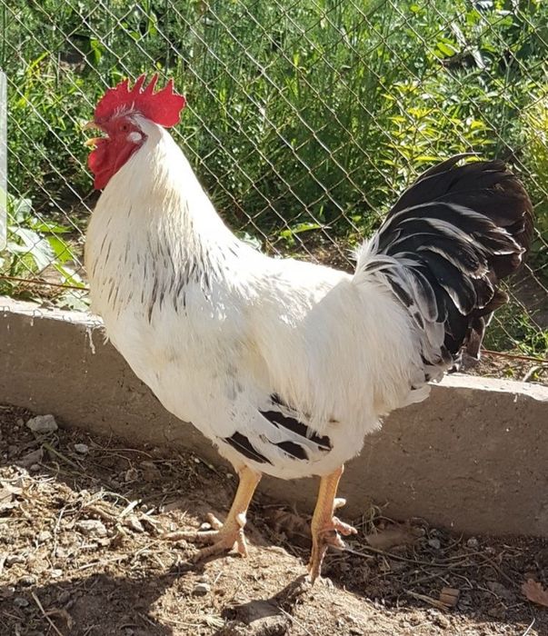 Куриный помёт для удобрения