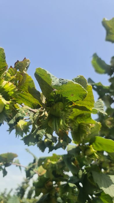 Vând alune de pădure de anul acesta
