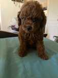 Pudel mini toy red