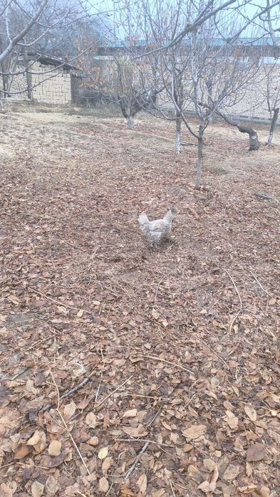 G'oz, o'rdak, kurka, indyutka, tovuq va xoroz sotladi