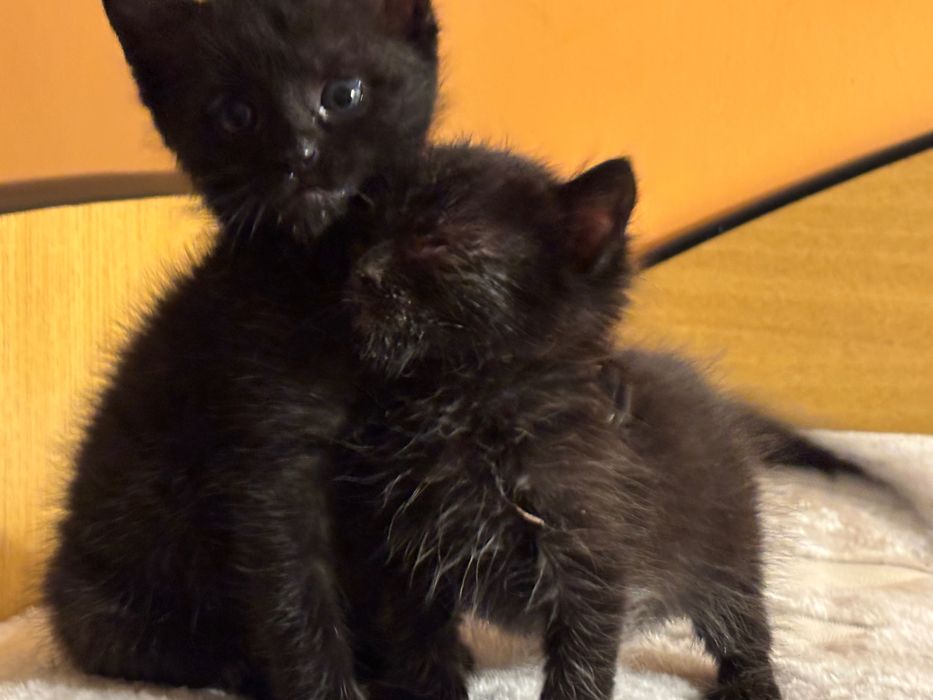 Motanei pentru adoptie