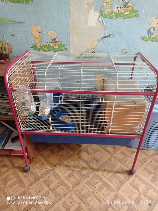 Шиншилла с клеткой