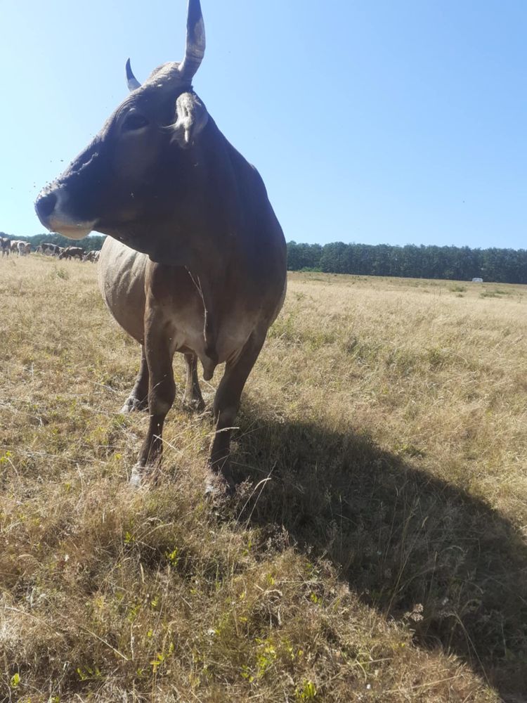Vand vaca de afata