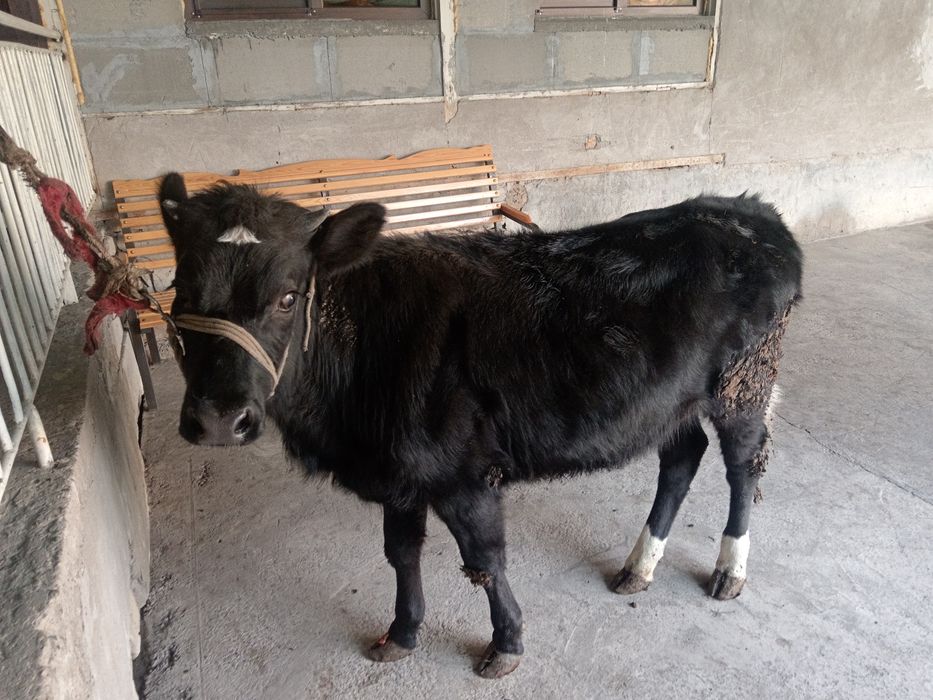 Gunajin buzoq sotiladi гунажин