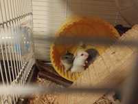 Donez pui de hamsteri pitici