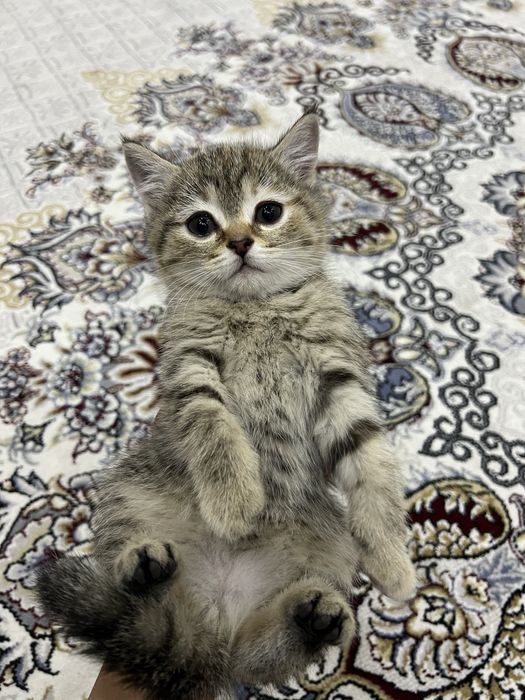 Котята срочно сотилади.!