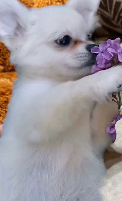 Топ Мъжко Мини Чихуахуа