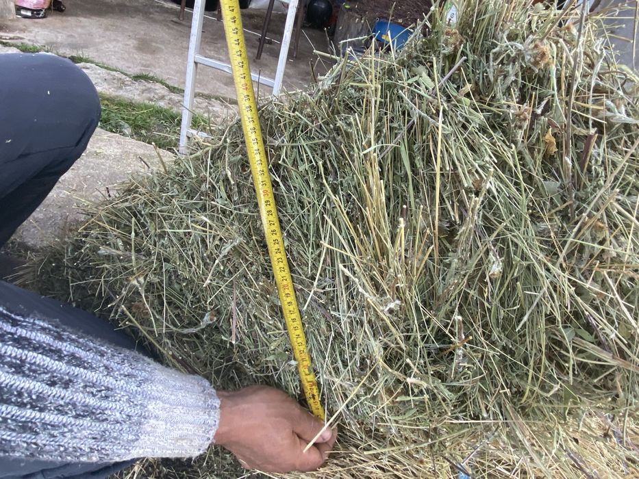 Vand baloti fan calitate superioara