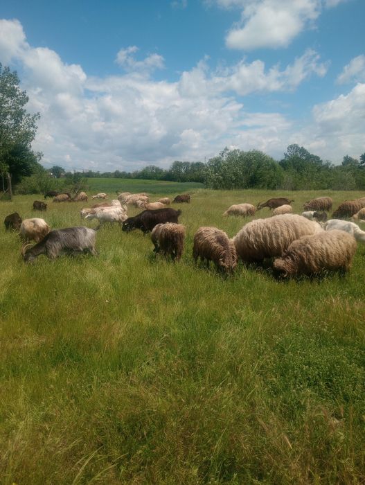 Oiii de vânzare pe alese preț negociabil