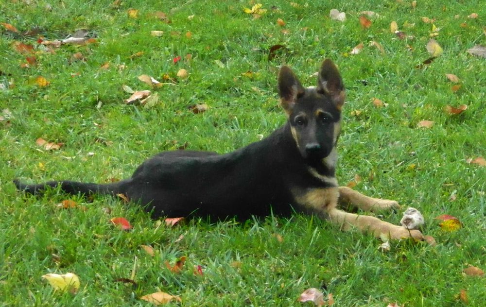 Продавам кученце немска овчарка - 3 месеца