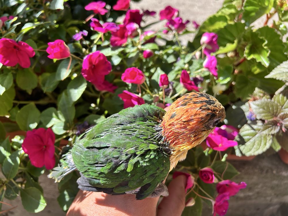 Pui papagal caique
