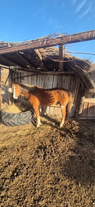 Құнан сатамын міңгі