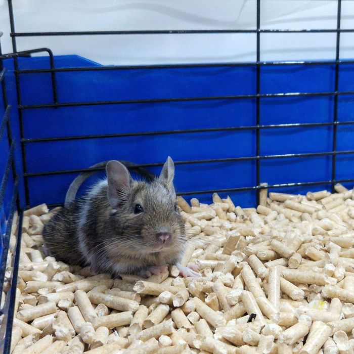 Чилийская Белка Дегу