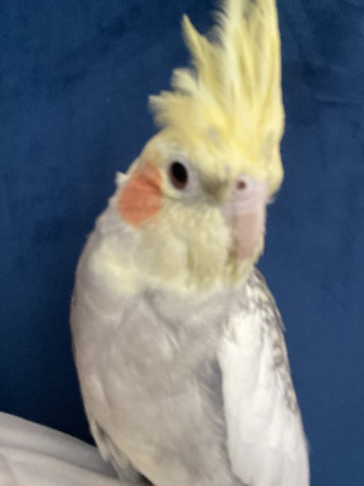 Продам попугая Корелла
