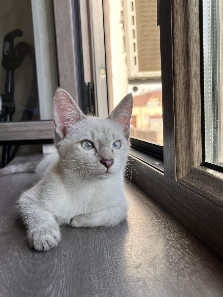 Кошечка, 4 месяца