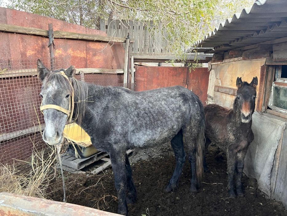 Продам кобылу с жеребенком(жеребёнок девочка)