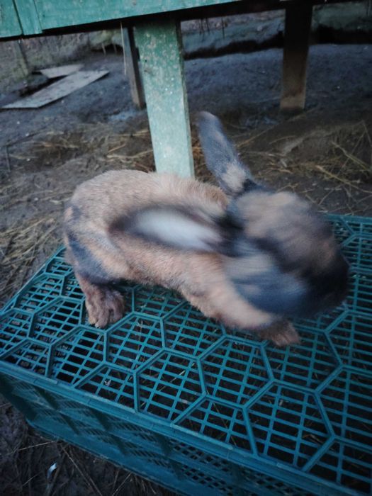 Vînd iepuri femele și fluturași pereche