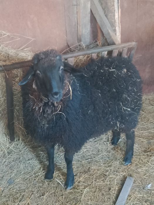 Продам ярочку 6 месяцев