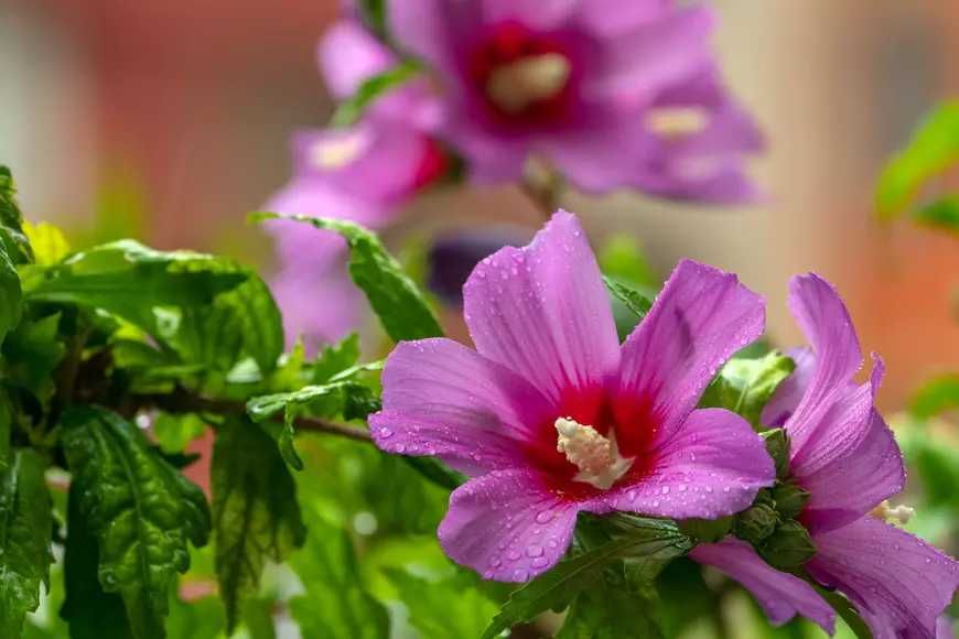 Hibiscus Syriacus- Trandafir de gradina