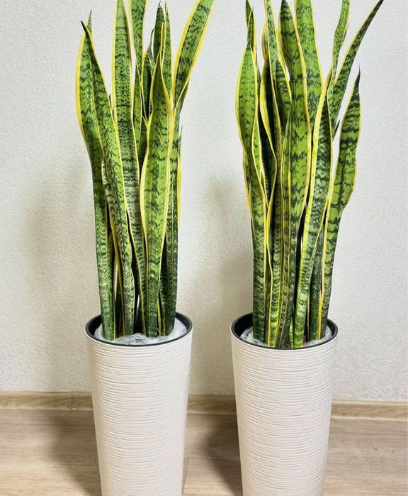 Сансиверия 24/7 Кислород Sansiveria!!!