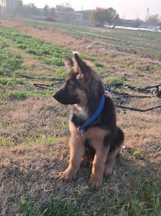 Nemis ofcharka jinsi erkak 4 oylik