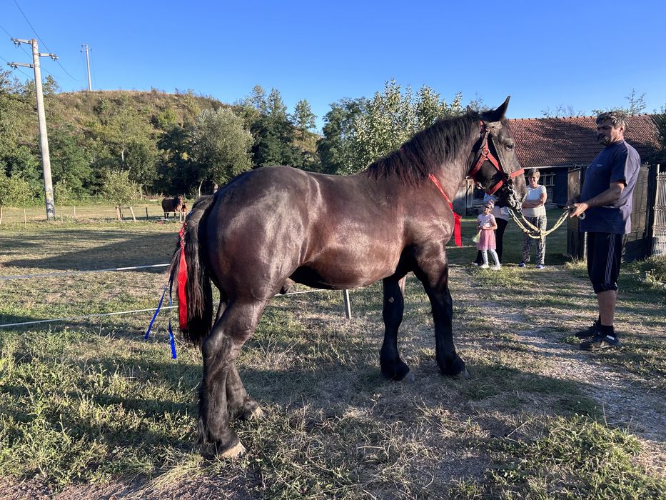 Mânz de 1 an si 5 luni negru corb