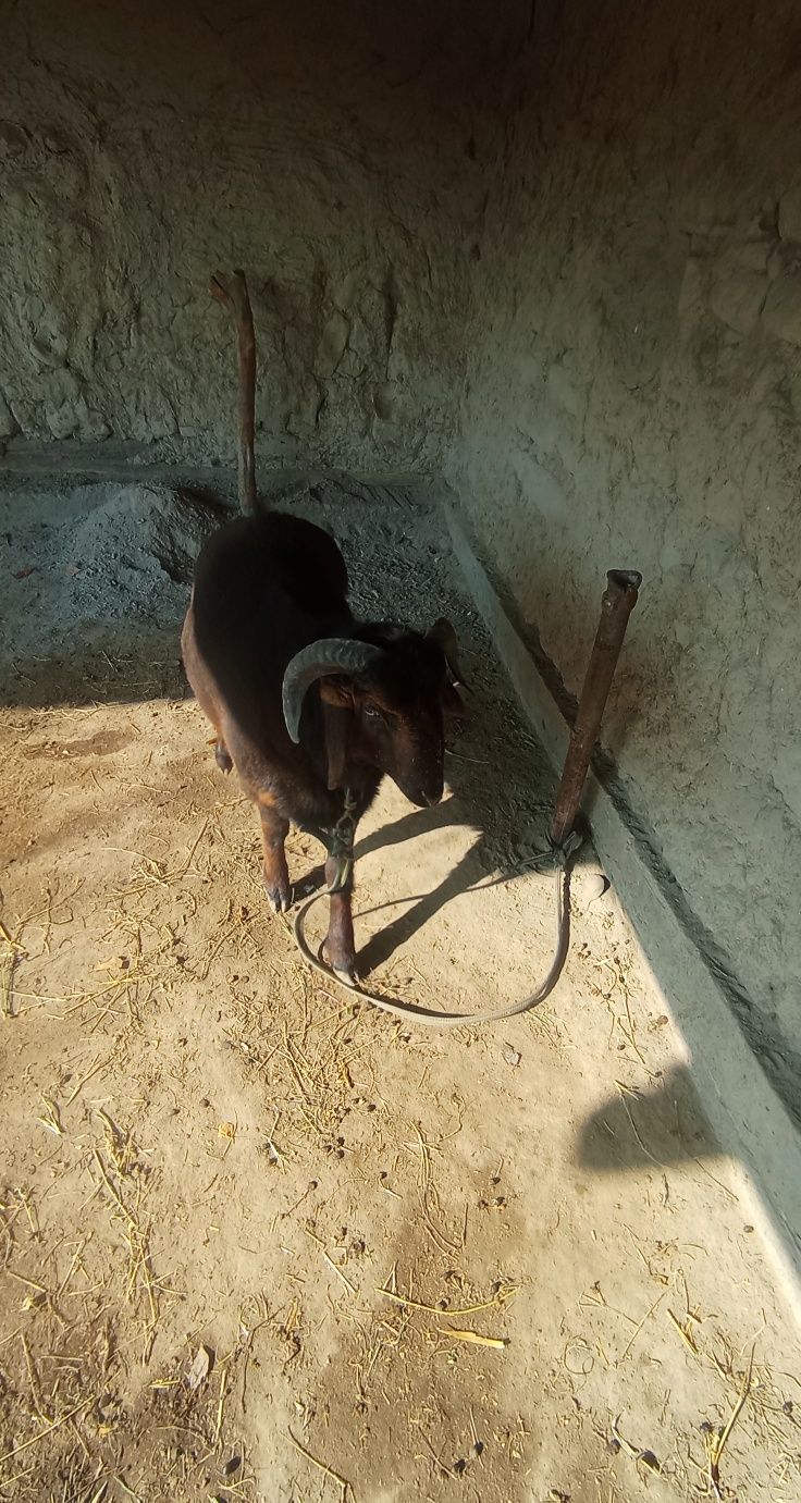 Qo'chqor Sotiladi