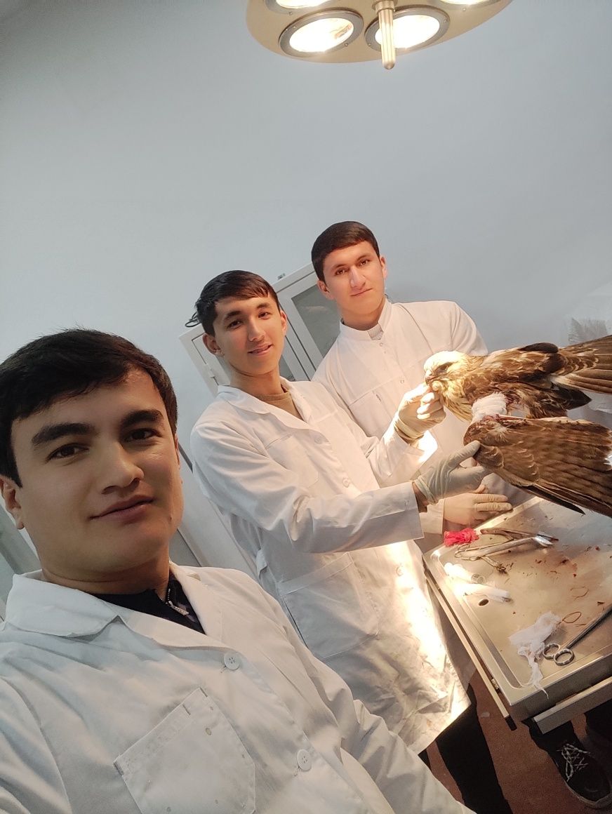 Veterinar vrach / Ветеринар врач/ Vet doctor