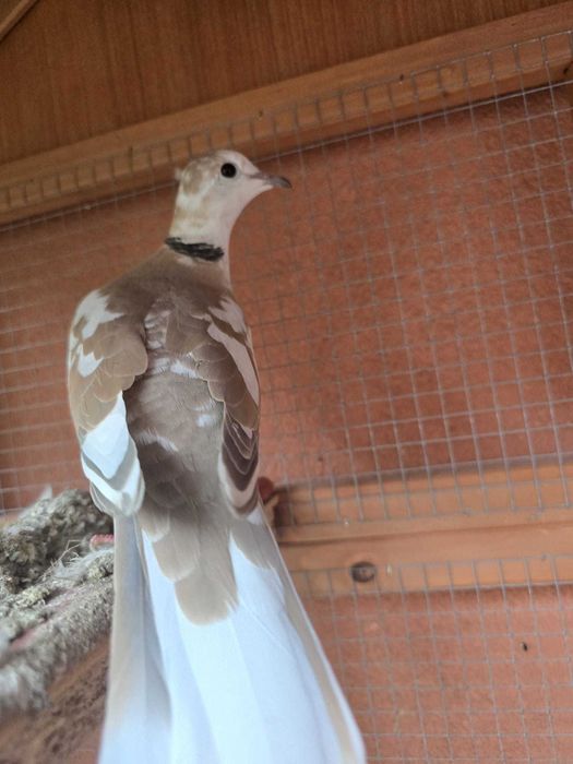 Turturele Razatoare de Vanzare