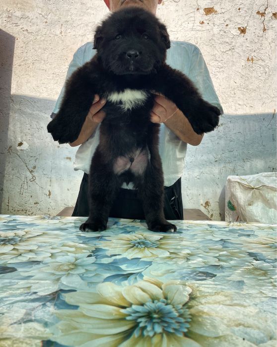 Щенок Алабая ( чистокровный )