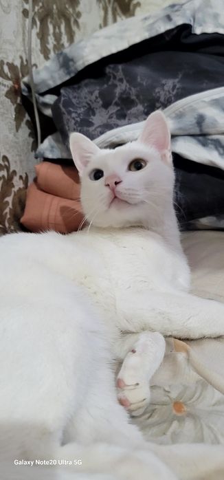 Turkish Angora  mushuk