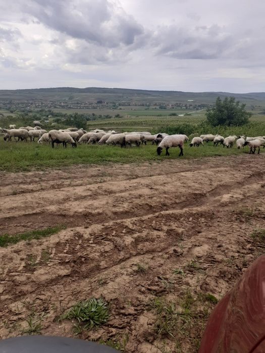 Oi de vânzare  soffolk și țigaie.