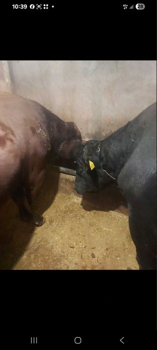 Мъжки угоени телета