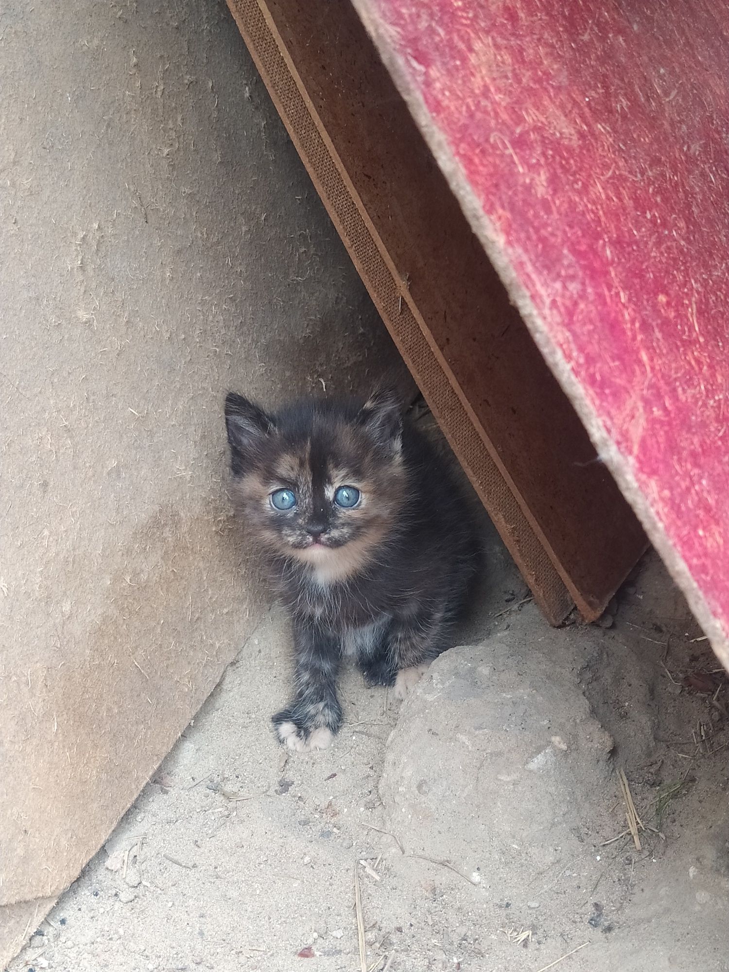 Котята в хорошие руки