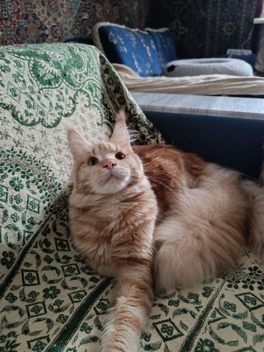 Продам Кошечку Мейн Кун