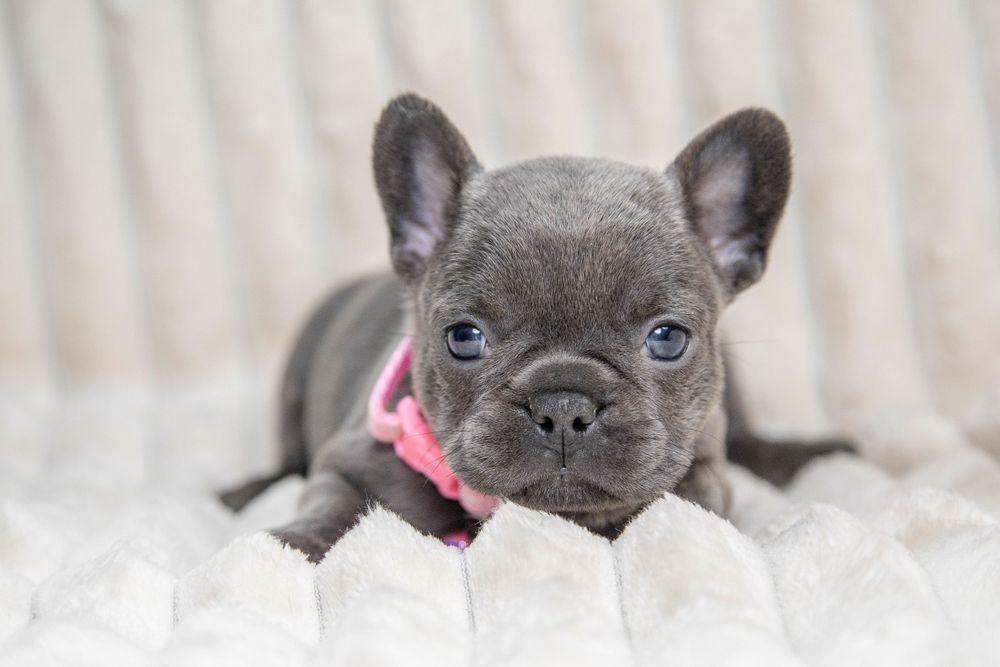 bulldog francez blue fetiță