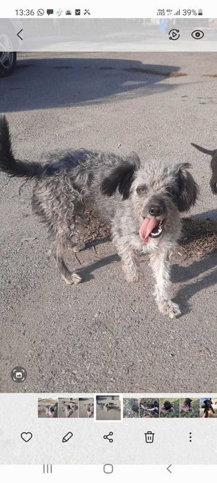 Уникальная собака в добрые руки