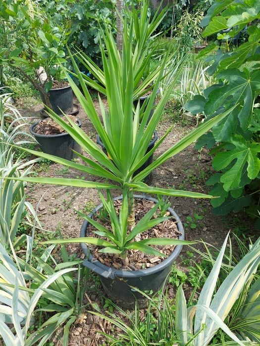 Yuca planta ornamentala