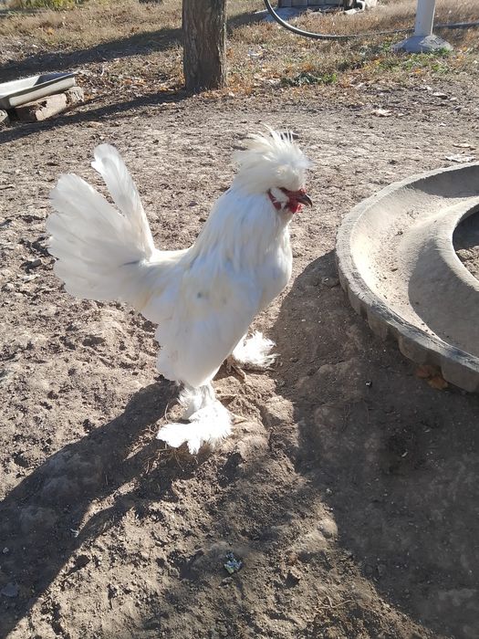 Продам тройку 1,5года