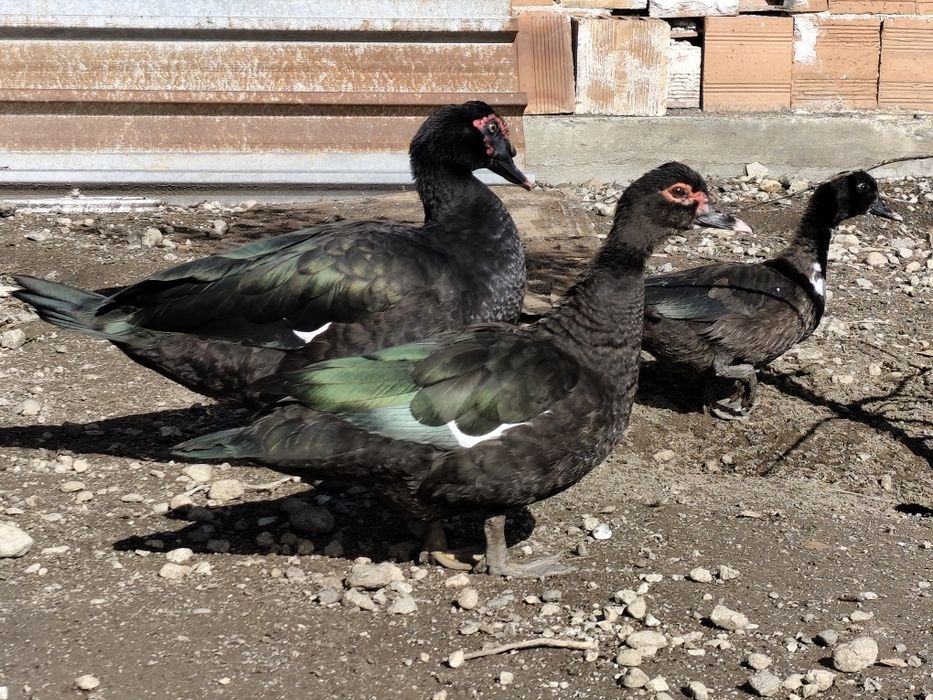 Неми патици млади