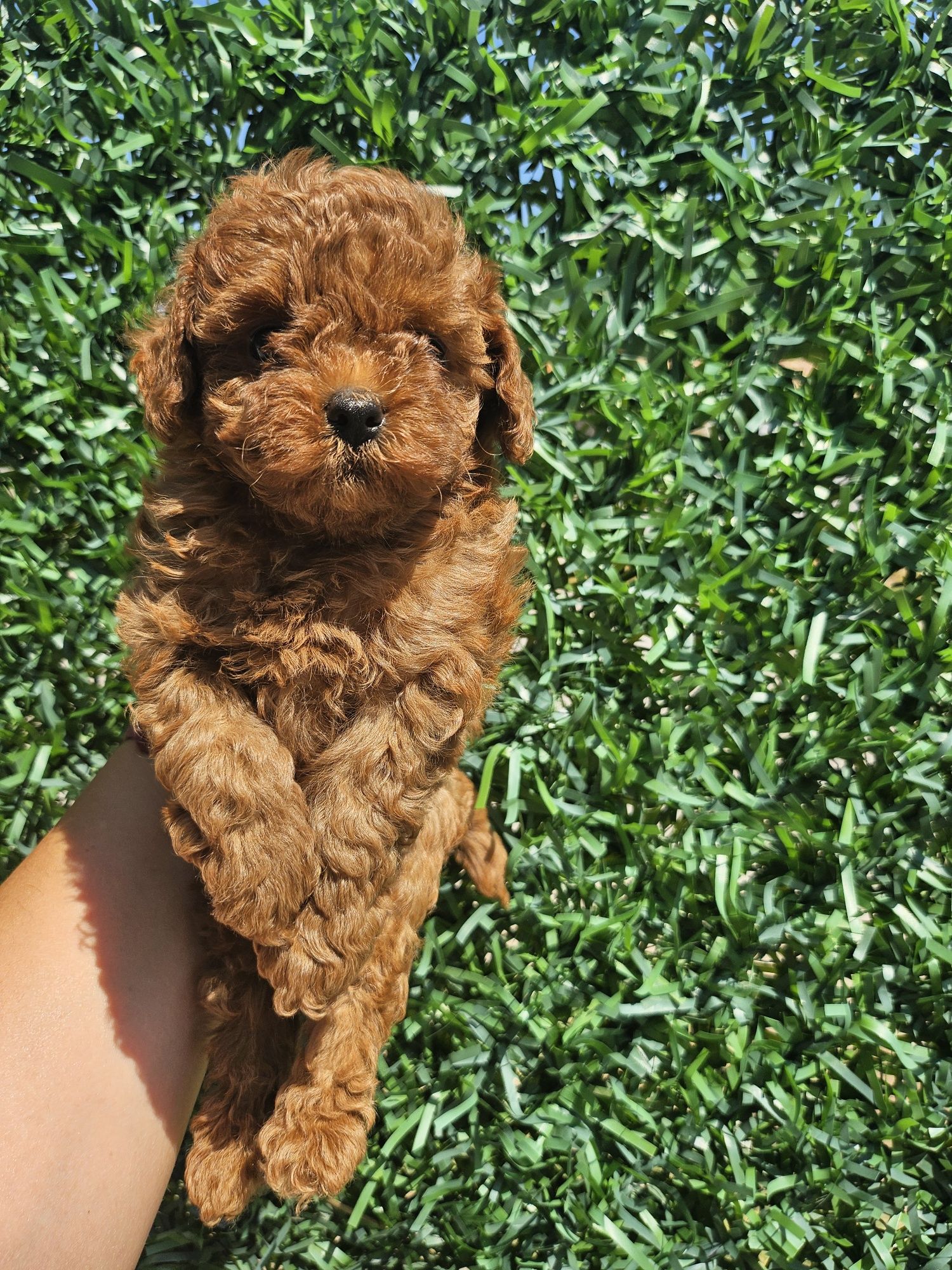 Резервирано!пудел момиче/Toy poodle/ с документ за произход