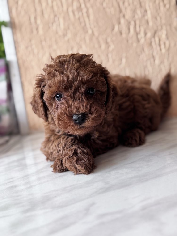 Пудел Той/Poodle Toy