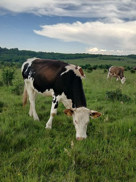 Vacii de vânzare toate tinere