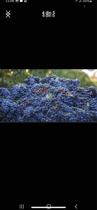 Vand struguri de vin