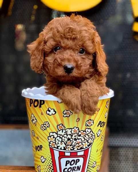 Pudel talie mini deosebit de frumos de vanzare/transport