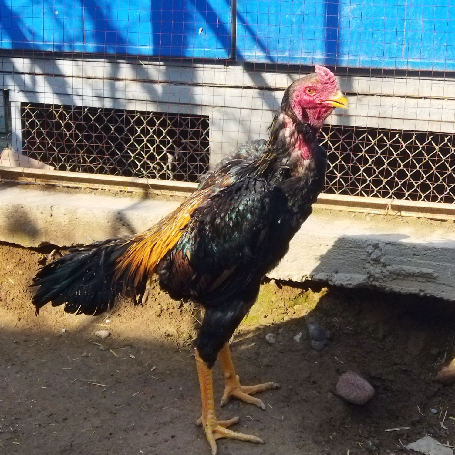 Dakan xoroz sotladi